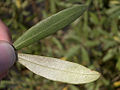 Olive tree leaves