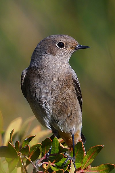 Archivo:Phoenicurus ochruros female 02.jpg