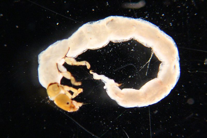 File:Phylocentropus larva.jpg