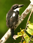 Sacha Lodge, Ecuador