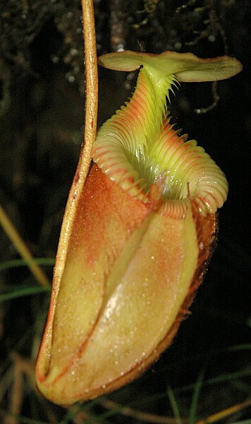 File:Pitcher plant mt kinabalu.jpg