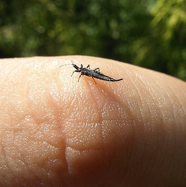 File:Ponticulothrips diospyrosi.jpg