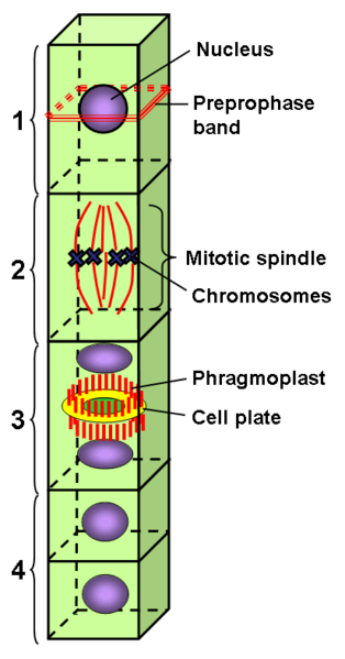 File:Preprophaseband.png