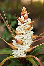 Richea dracophylla (Richeeae)