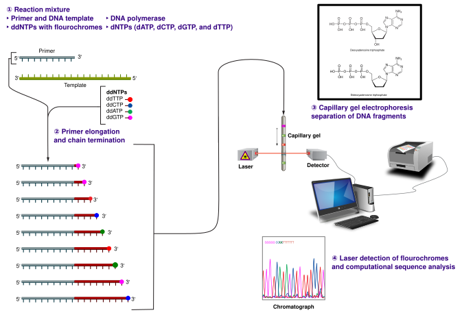 File:Sanger-sequencing.svg