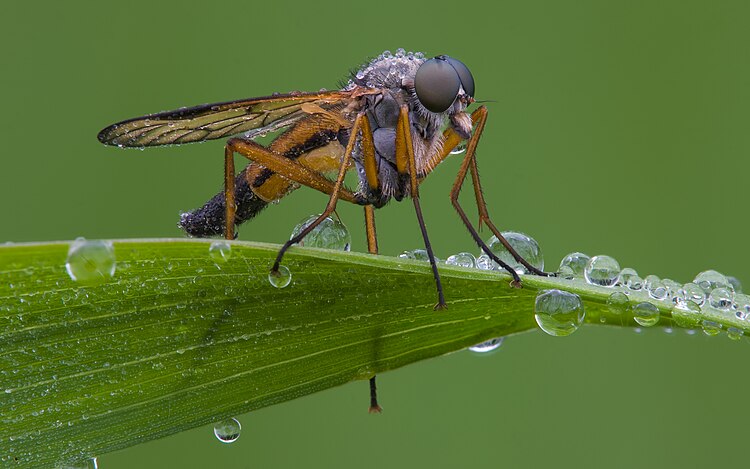 Бекасница обыкновенная (Rhagio scolopaceus)