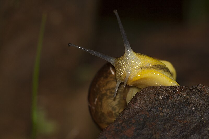 File:Snail on rock.jpg