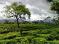 Thumbnail for Dooars-Terai tea gardens