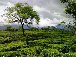 Hila Tea Garden in Nagrakata CD block