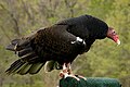 Turkey Vulture near the Lagoon