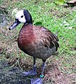 A White-faced Whistling Duck