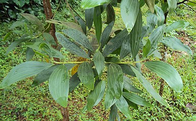 馬占相思