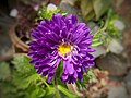 Asters come in many different colors and varieties