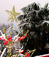 Croatian Christmas star