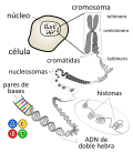 Miniatura para Ácido desoxirribonucleico