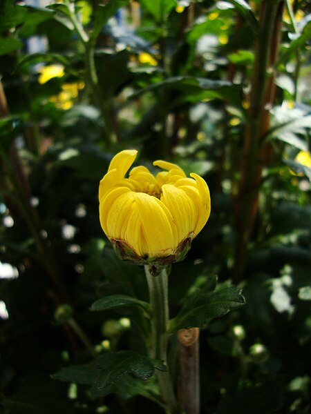 File:Chrysanthemum morifolium (3).JPG