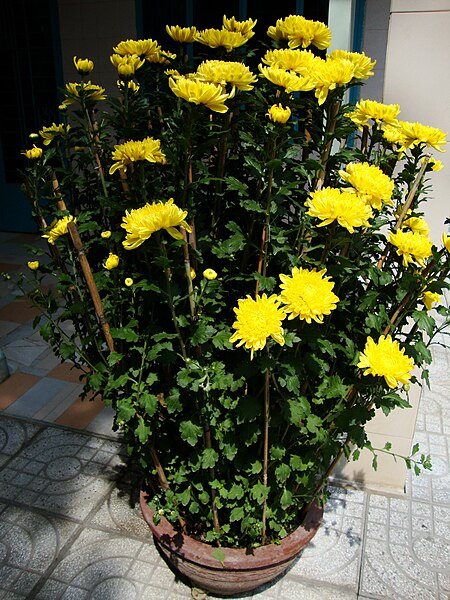 File:Chrysanthemum morifolium (4).JPG