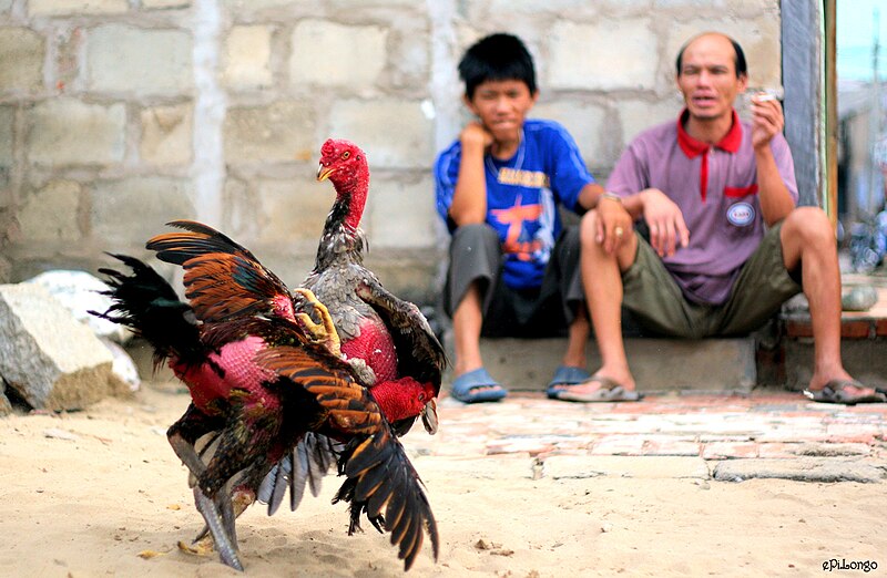 File:Cock fighting in Vietnam.jpg