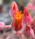 Miniatura para Dudleya cymosa