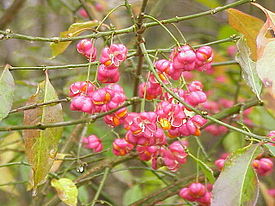 Бересклет европейский (Euonymus europaeus)