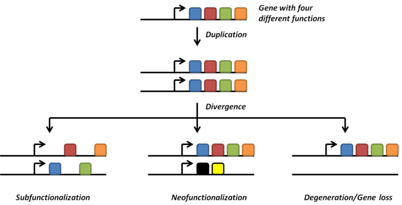 File:EvolutionOfDuplicateGenes.png