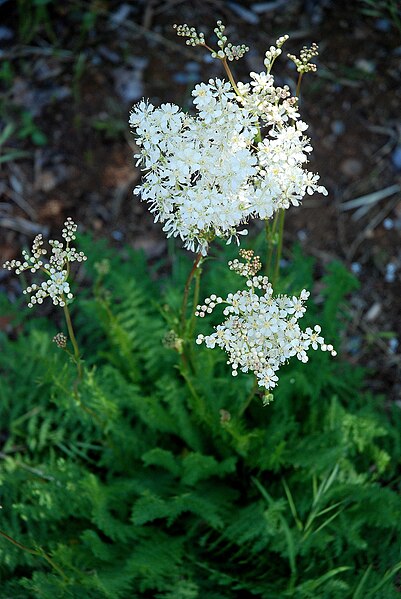 Файл:Filipendula vulgaris 15-05-2009 15-11-48.JPG