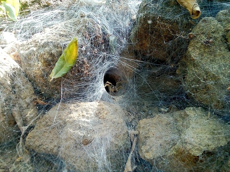 File:Funnel Web Spider.jpg