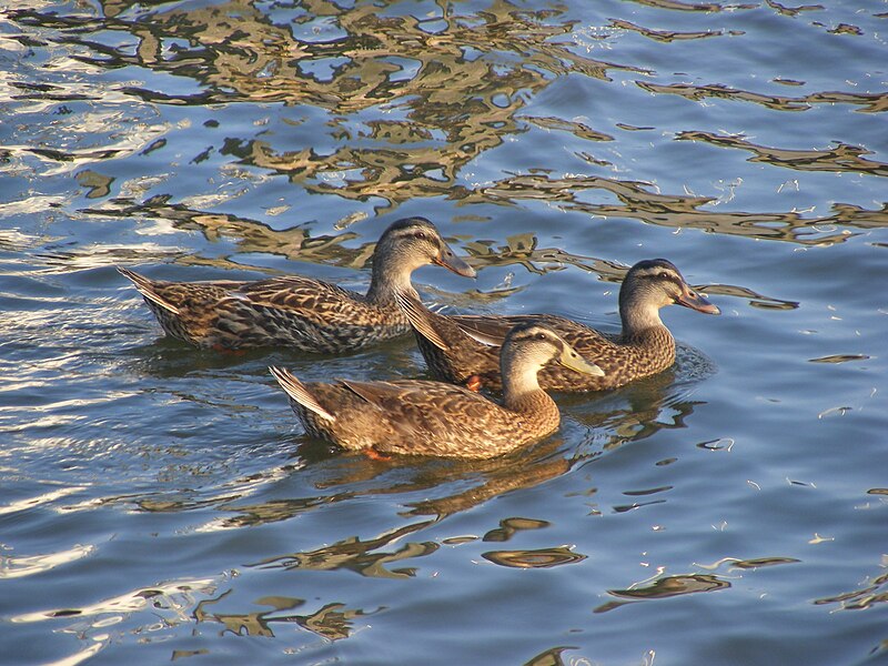 File:HalifaxRiverDucks2DAB.jpg