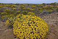 Siempreviva amarilla (Helichrysum stoechas) en las Amoladeras