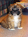 Lhasa Apso puppy