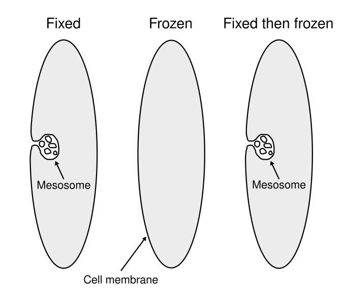 File:Mesosome formation.svg