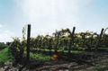 Grapes from a family vineyard near the city's west end