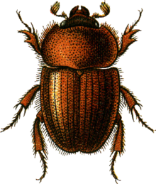 Ochodaeus chrysomeloides Jacobson.png