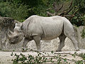 The critically endangered black rhinoceros grows up to 14 feet long.