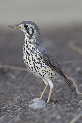 Groundscraper thrush