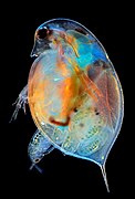 Daphnia giving birth (Poland)