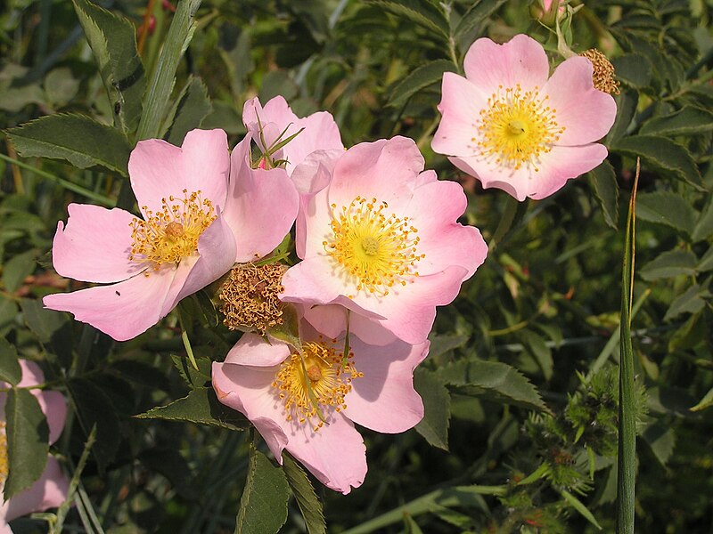 Archivo:Rosa canina in Donetsk.jpg