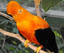 Gallito de las rocas (Rupicola peruviana)