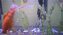 A still from a live feed of a fish tank with multiple stream encoding qualities