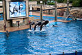 Three orcas jumping at a trainer's command in an artificial pool, while being shown on a big screen television