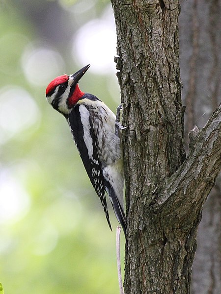 File:Sphyrapicus varius.jpg