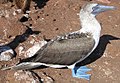 Image 12Blue-footed booby (from Galápagos Islands)