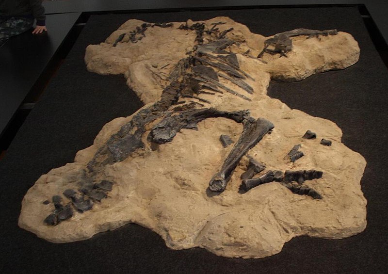 File:Talenkauen fossil.jpg