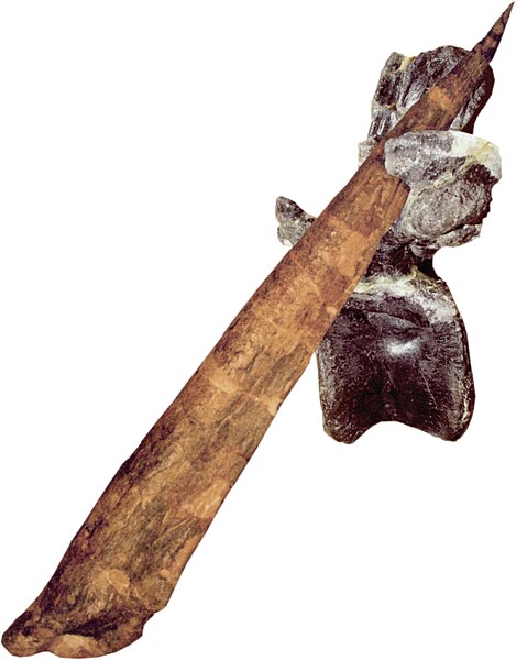 File:Thagomizer (spike).jpg