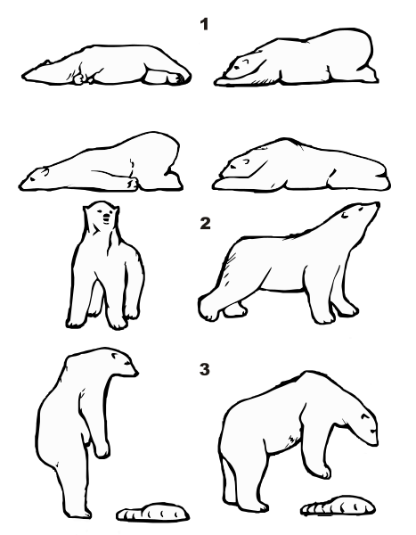 Файл:Ursus maritimus posture.svg