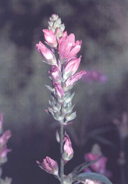 File:Wenatchee Mountain Checker-mallow.jpg