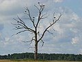 White storks' tree