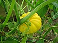 A yellow squash