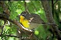 Yellow-breasted Chat