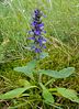 Ajuga genevensis